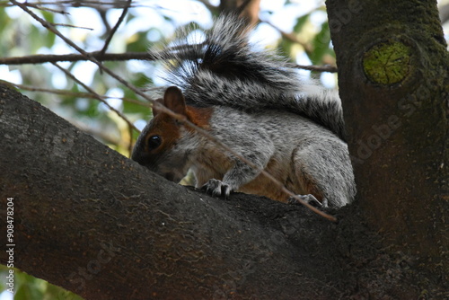 Squirrel