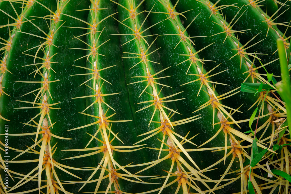 A cactus with yellow tips and green spines A cactus with yellow tips and green spines