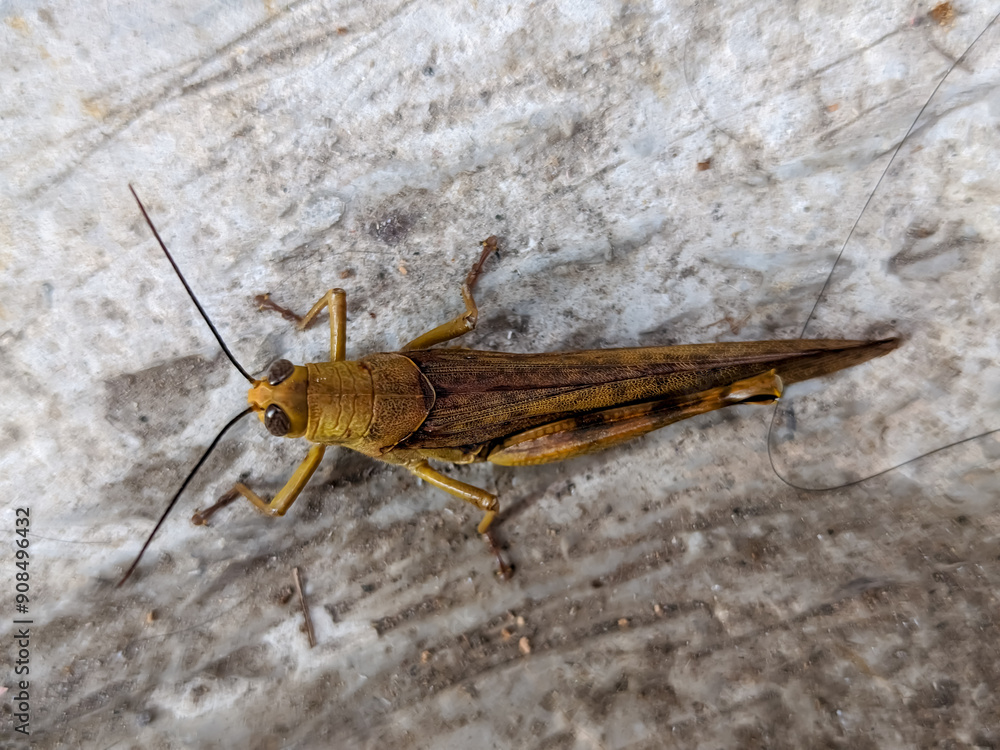A close-up of a golden grasshopper reveals its dazzling, metallic sheen. A close-up of a golden grasshopper reveals its dazzling, metallic sheen.