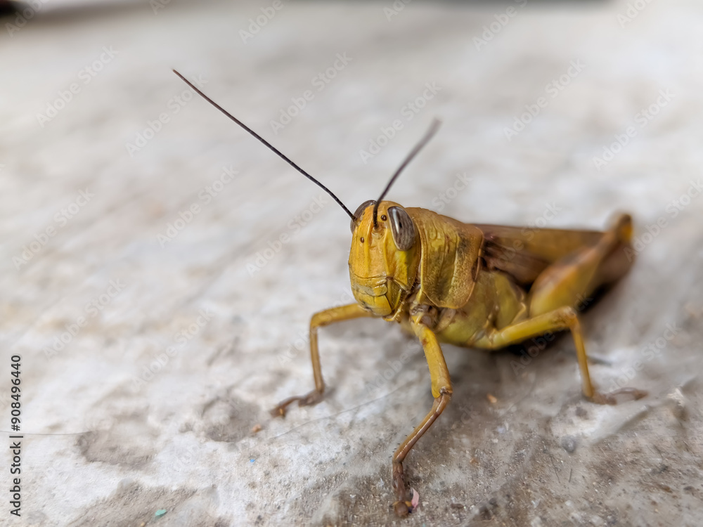 A close-up of a golden grasshopper reveals its dazzling, metallic sheen. A close-up of a golden grasshopper reveals its dazzling, metallic sheen.
