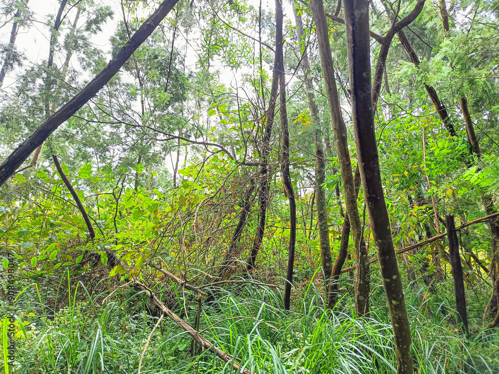 Trees in the forest Trees in the forest