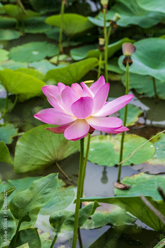 Lotus flower blooming in the pond with green leaves background Lotus flower blooming in the pond with green leaves background