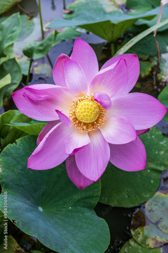 Lotus flower blooming in the pond with green leaves background Lotus flower blooming in the pond with green leaves background