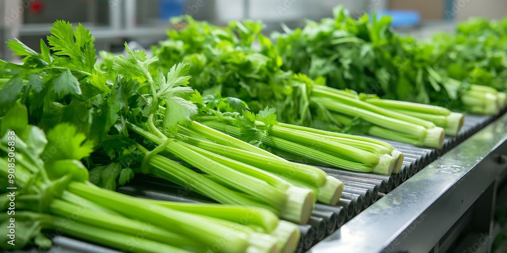 Fresh Celery Stalks on Industrial Conveyor Belt in Agricultural Processing Plant Fresh Celery Stalks on Industrial Conveyor Belt in Agricultural Processing Plant