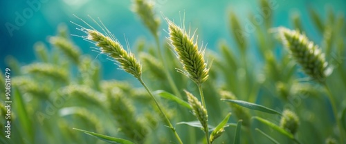 Young ears spikelets of rye in the spring outdoors on a blue-green background toned close-up macro Blurred butterfly in the background Bright colorful artistic image.