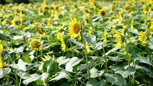 I love Van Gogh’s picture called “Sunflowers”. photo