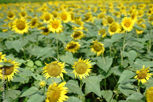 I love Van Gogh’s picture called “Sunflowers”.