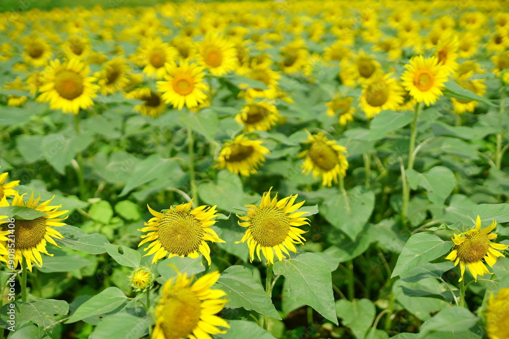 I love Van Gogh’s picture called “Sunflowers”. I love Van Gogh’s picture called “Sunflowers”.