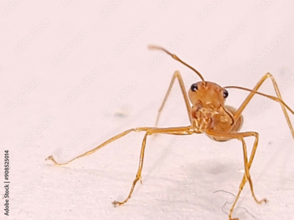 ant ant