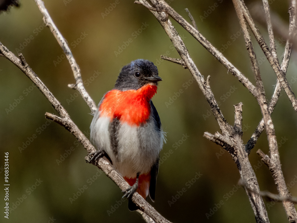 Male Mistletoebird - Dicaeum hirundinaceum in Australia Male Mistletoebird - Dicaeum hirundinaceum in Australia