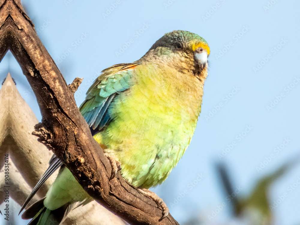 Mulga Parrot - Psephotellus varius in Australia Mulga Parrot - Psephotellus varius in Australia