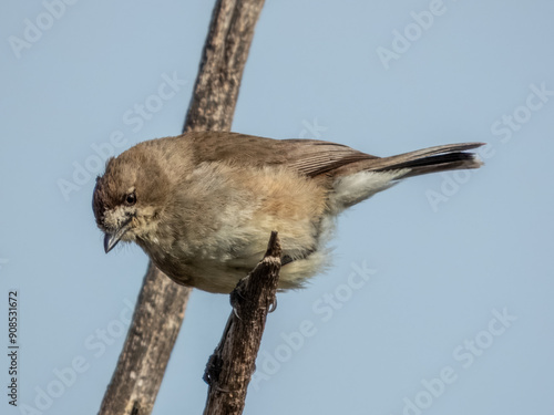 Southern Whiteface - Aphelocephala leucopsis in Australia photo