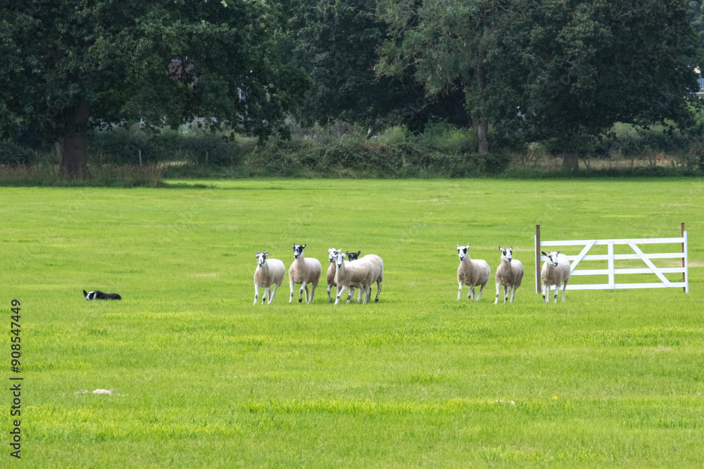 sheep dog trials in Sutton Hall Farm, Macclesfield on 3rd August 2024 sheep dog trials in Sutton Hall Farm, Macclesfield on 3rd August 2024