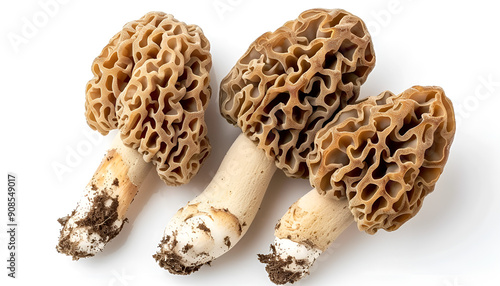 raw morel mushroom isolated on white background with full depth of field. Top view. Flat lay