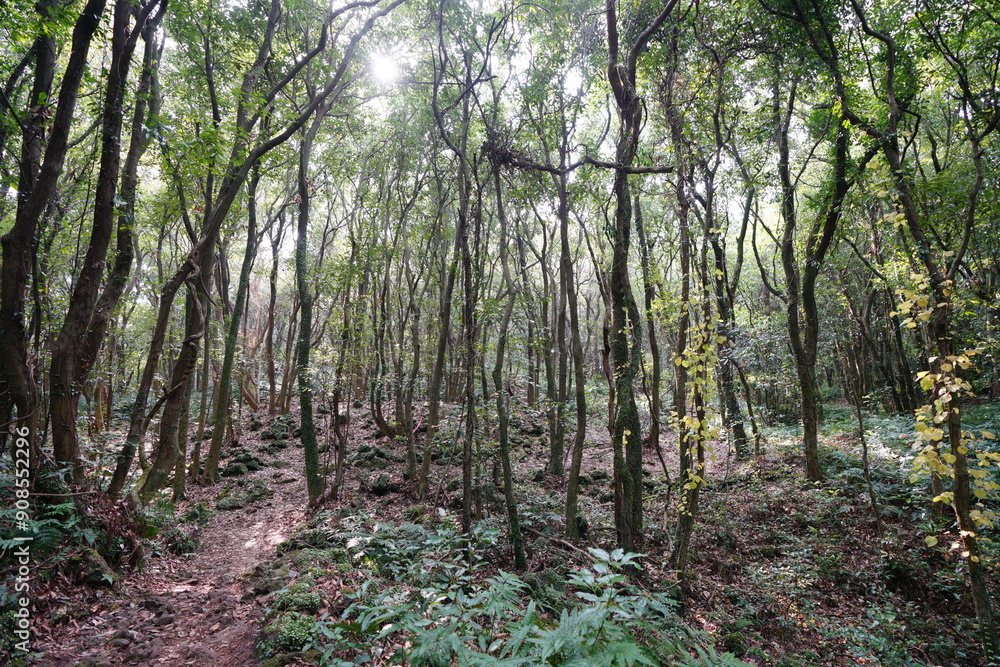 Fototapeta premium delightful pathway in the autumn sunlight