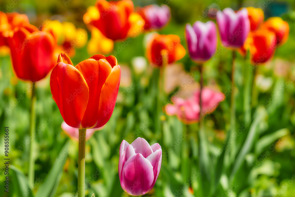 Gardening,landscaping. Blooming pink red tender tulips.green meadow Gardening,landscaping. Blooming pink red tender tulips.green meadow