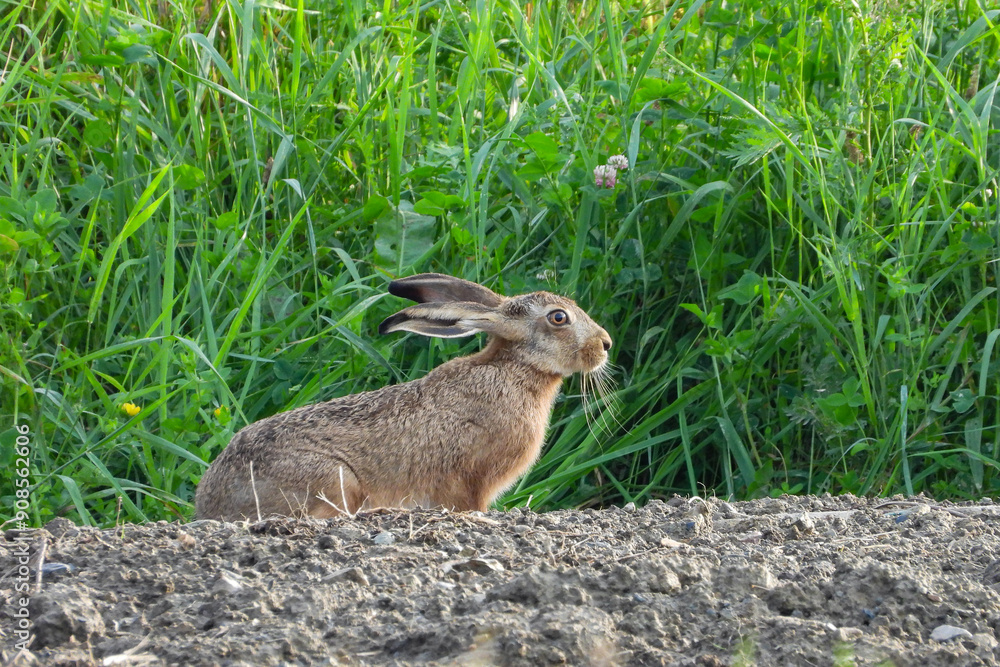 Fototapeta premium lièvre faune sauvage nature