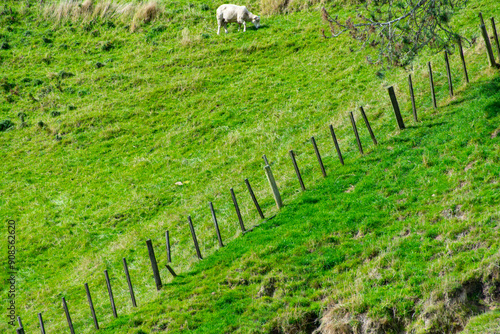 Sheep Pasture in Waikato - New Zealand photo