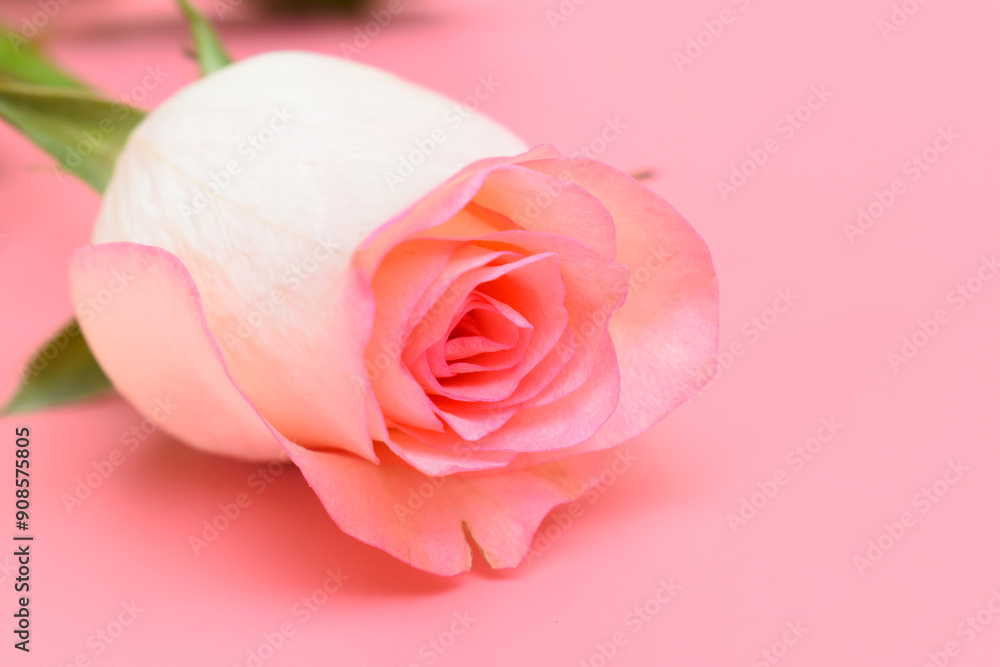 beautiful pastel rose flower on pink background, valentine day beautiful pastel rose flower on pink background, valentine day