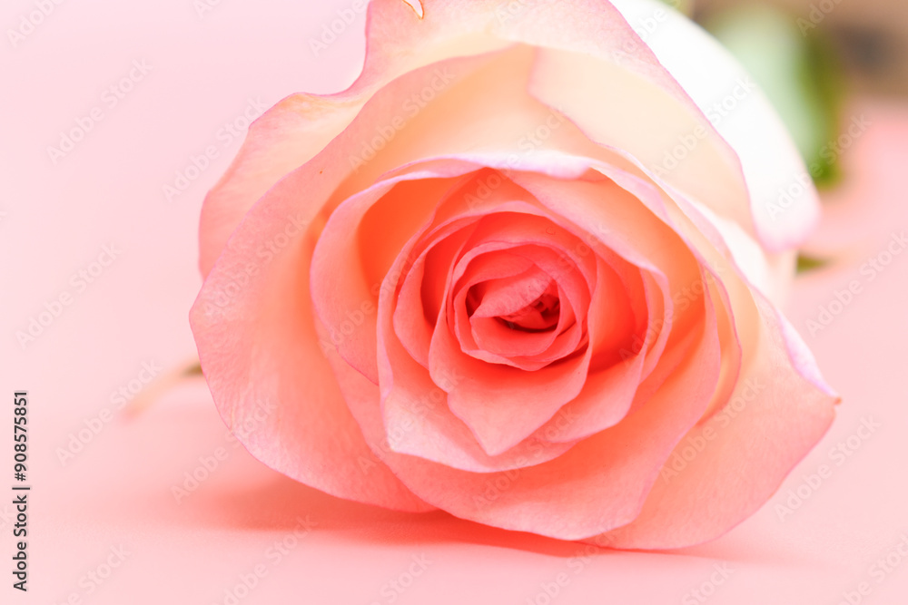 beautiful pastel rose flower on pink background, valentine day beautiful pastel rose flower on pink background, valentine day