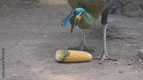 a peacock is eating corn