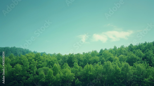 Blue sky and forest: background with copy space photo