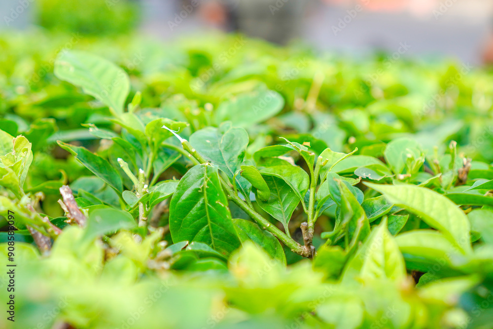 close up view of tea garden, fresh tea leaves. close up view of tea garden, fresh tea leaves.