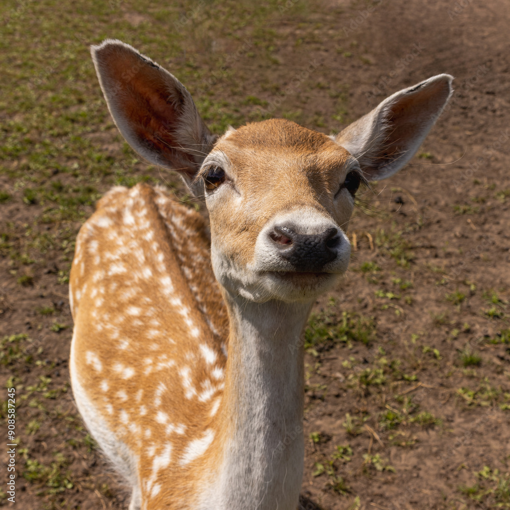 Portrait of a baby deer with big ears and white spots outdoors on a sunny day Portrait of a baby deer with big ears and white spots outdoors on a sunny day