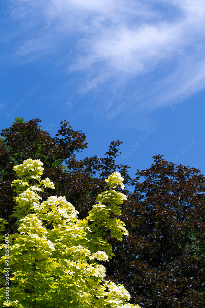Fototapeta premium Odcienie zieleni 2024