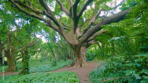 cool green scenery in the rain 