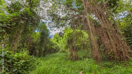 cool green scenery in the rain 