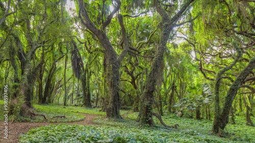 cool green scenery in the rain 