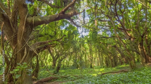 cool green scenery in the rain 