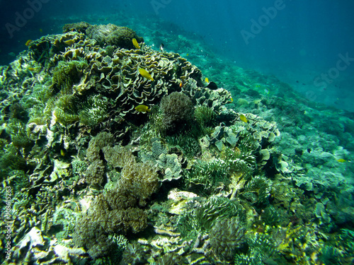 Coral bleaching and marine life decline near Nusa Penida, Bali, diverse coral species, including Acropora and Pocillopora, 2018