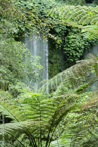 Rainforest Fern and Waterfall, lush rainforest of Lombok, Indonesia