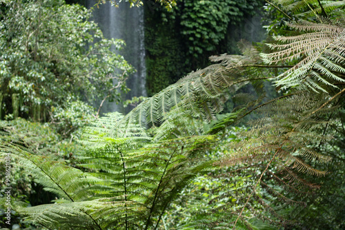 Rainforest Fern and Waterfall in Indonesia