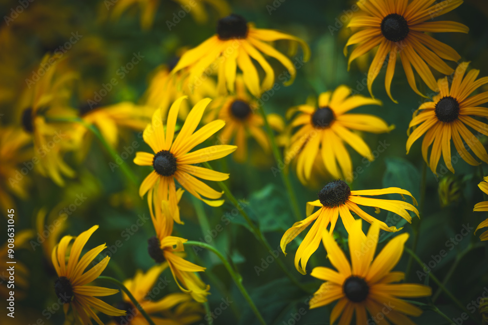 yellow Black-eyed Susan Rudbeckia fulgida amazing flower in summer garden, wallpaper or background theme yellow Black-eyed Susan Rudbeckia fulgida amazing flower in summer garden, wallpaper or background theme