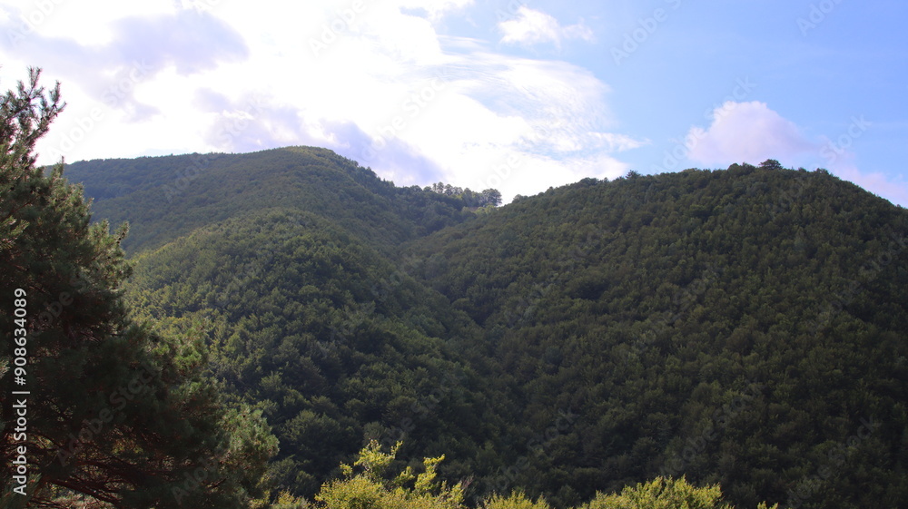forest in the mountains forest in the mountains