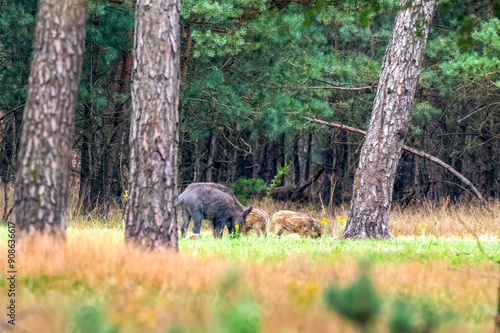 wild boars with kids in the veluwe