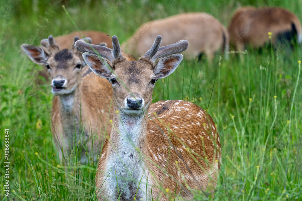 A group of young fallow deer in the wild. Close up. A group of young fallow deer in the wild. Close up.