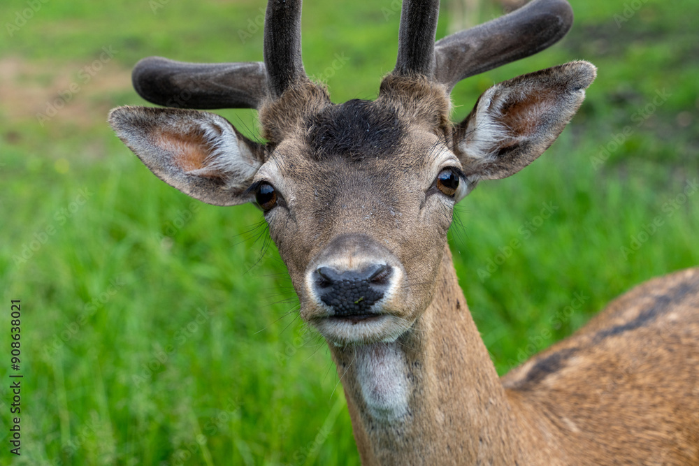 A close up head shot of male fallow deer A close up head shot of male fallow deer