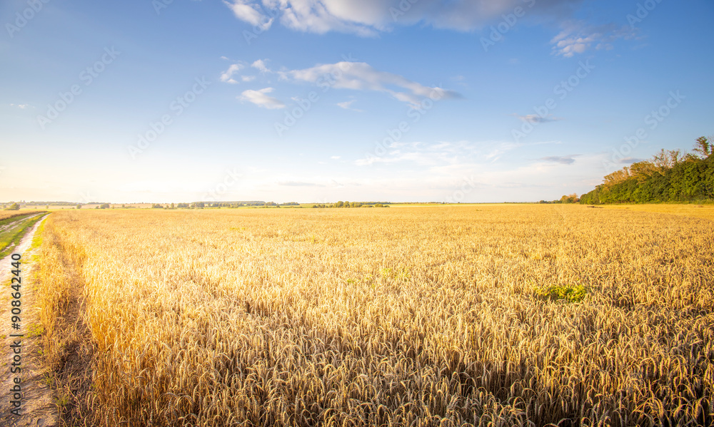 A field of golden wheat with a clear blue sky in the background A field of golden wheat with a clear blue sky in the background