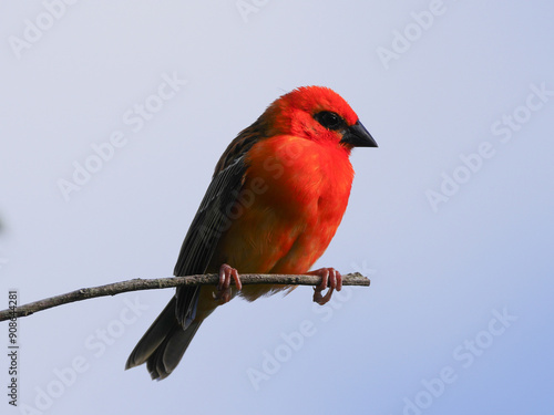 Vibrant red bird perching isolated on branch - Red Foudia  photo