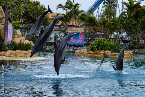 Dolphins show at Sea World, Gold Coast, Surfer Paradise, Australia 