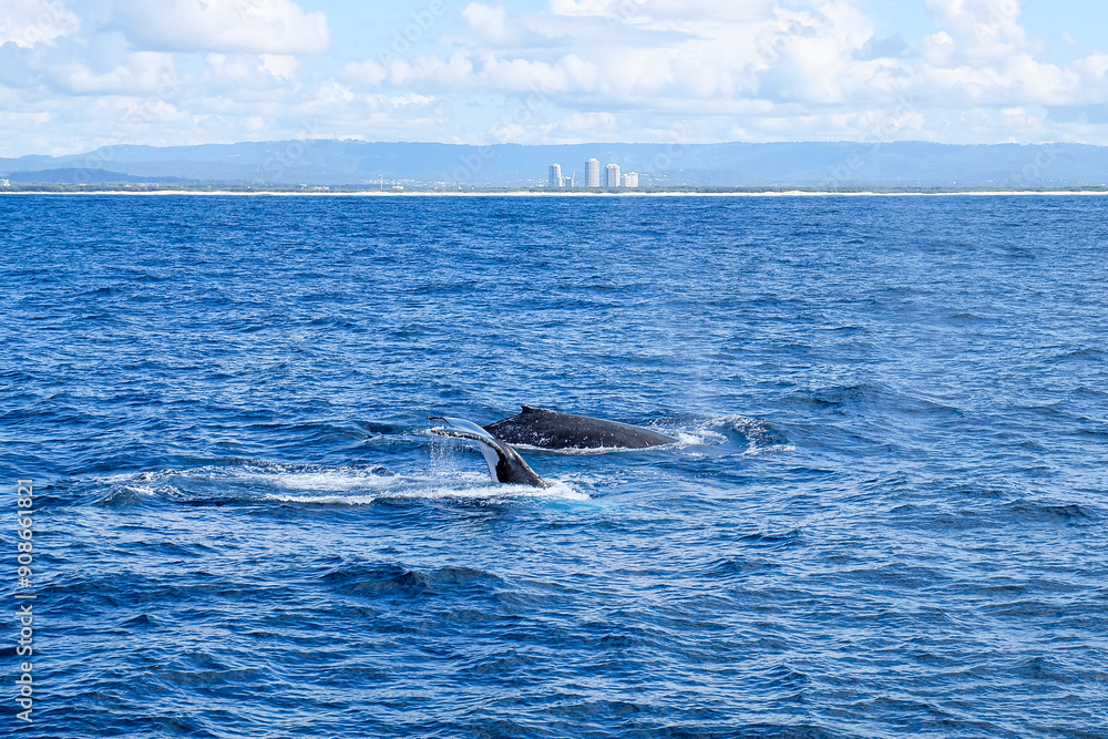 Fototapeta premium Whale watching, Humpback with Sea World tour Gold Coast, Surfer Paradise, Australia 