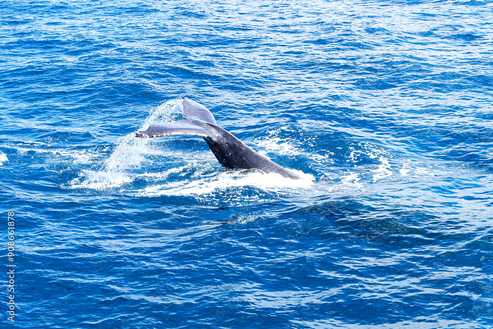 Fototapeta premium Whale watching, Humpback, Gold Coast, Surfer Paradise, Australia