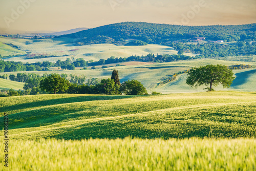 Obraz na płótnie Tuscany, Italy. Typical springime Tuscan landscape in the countryside, red flowers, isolated trees, tranquil sunrise. w salonie