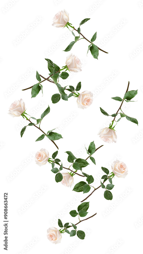 Falling white rose isolated on white background, full depth of field Falling white rose isolated on white background, full depth of field
