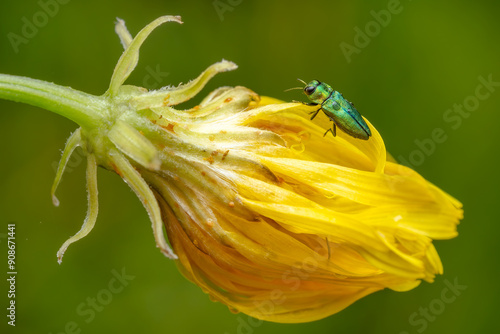 jewel beetle - Anthaxia nitidula, beautiful green metallic beetle from European meadows and grasslands, Zlin, Czech Republic. photo