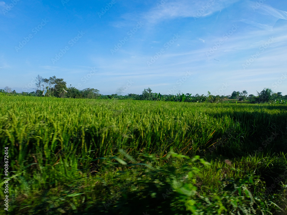 A trip to Bal, Ubud A trip to Bal, Ubud